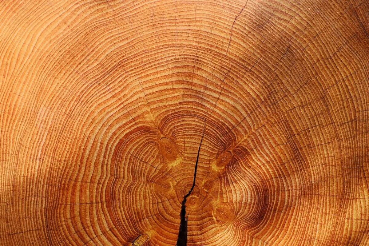 fir softwood